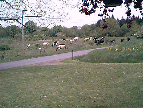 Cows across the street from the house