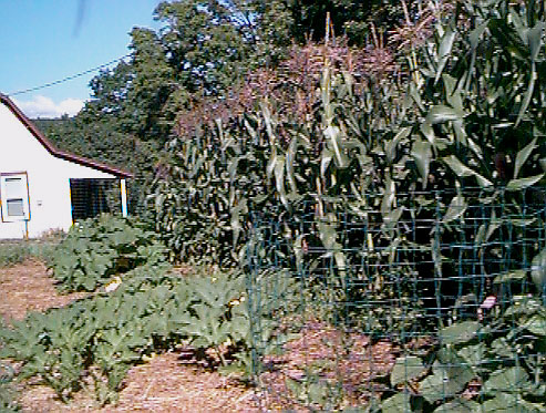 Corn, Pumpkins and Cucumbers