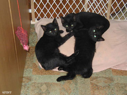 Shadow, Licorice and Midnight